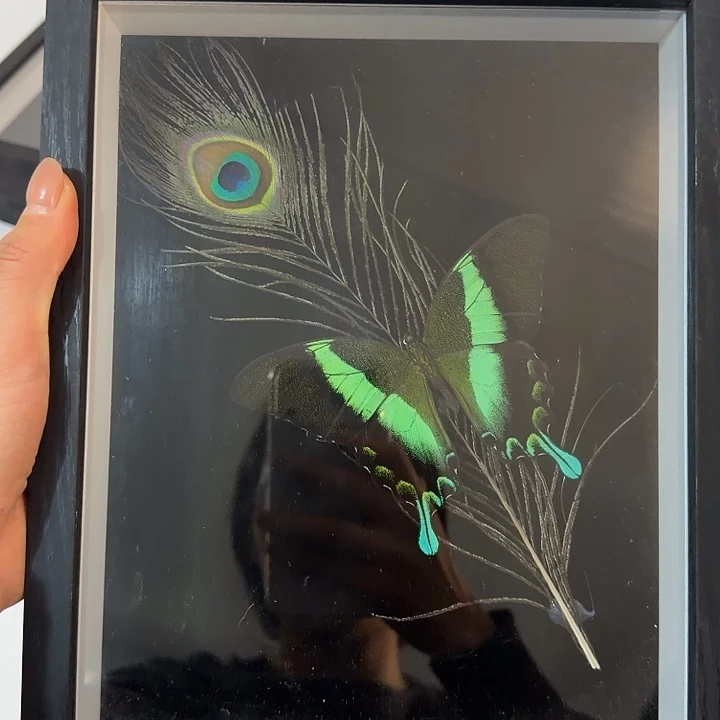 233蝴蝶蝴蝶蝴蝶花蝴蝶