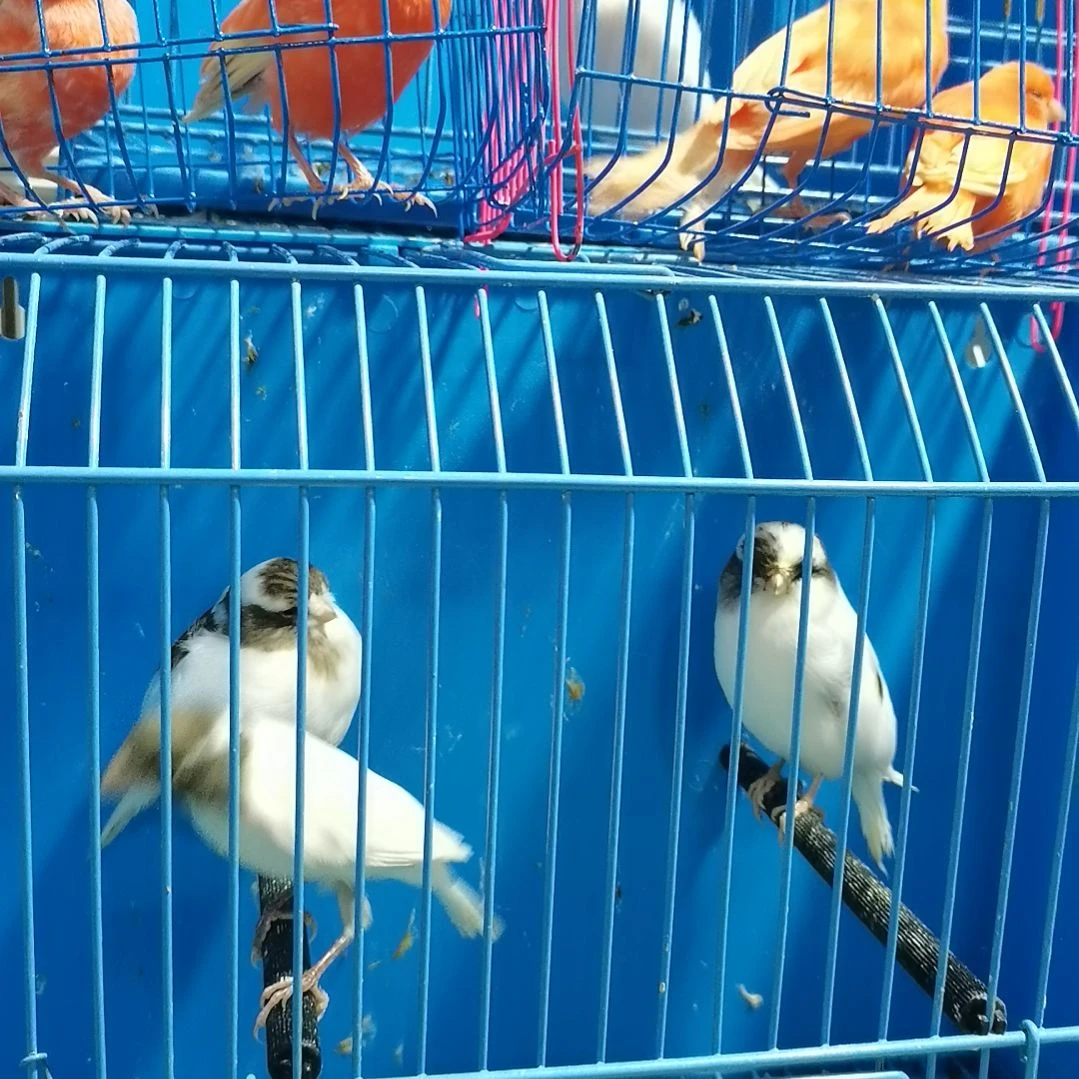 文鸟珍珍.芙蓉玉鸟丝雀鸟