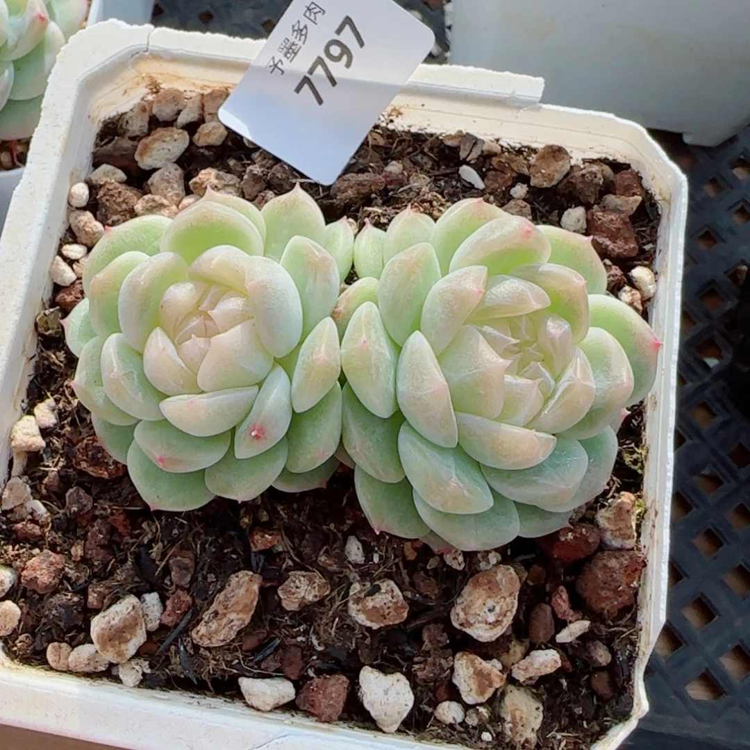泼天富贵，7797多肉植物