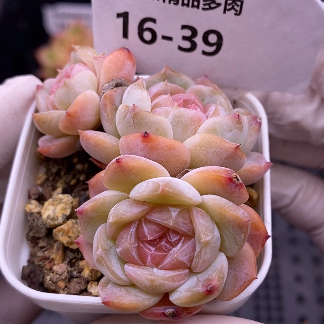 【闪购商品】16-39