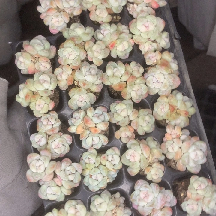 冰玉三头20颗。包邮。多肉