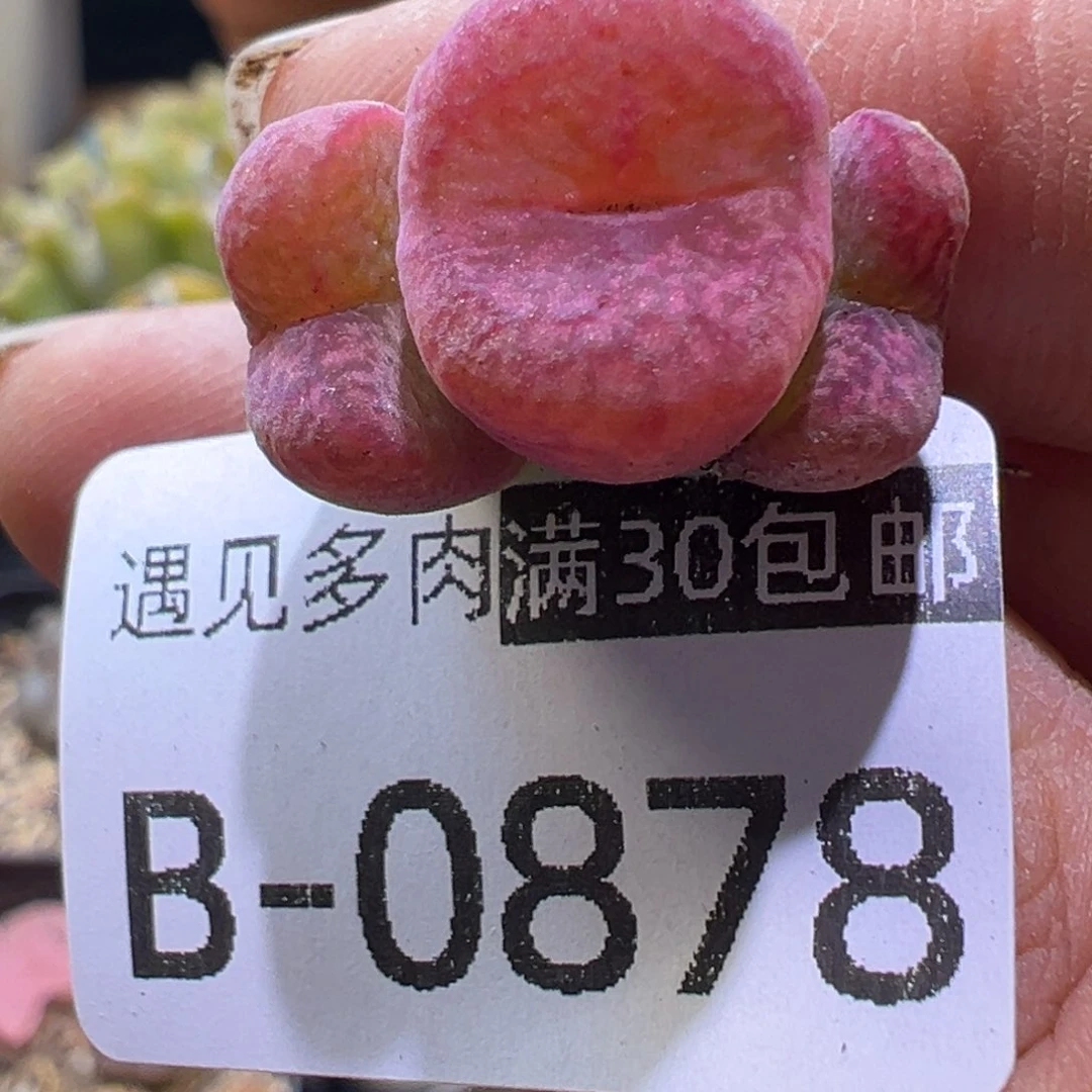 吕杂多肉植物11111111111111