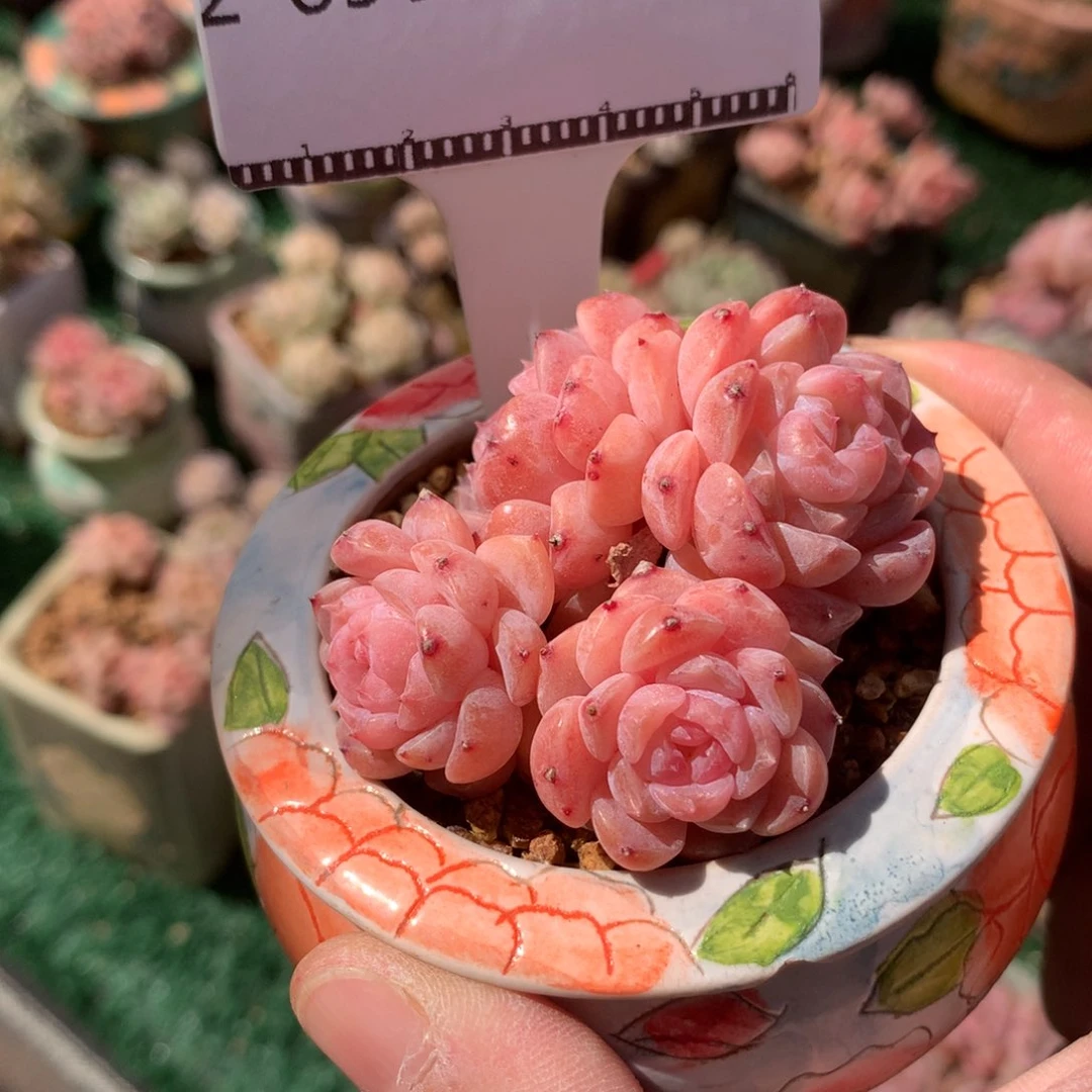 糖心优选多肉植物58包邮，不包整