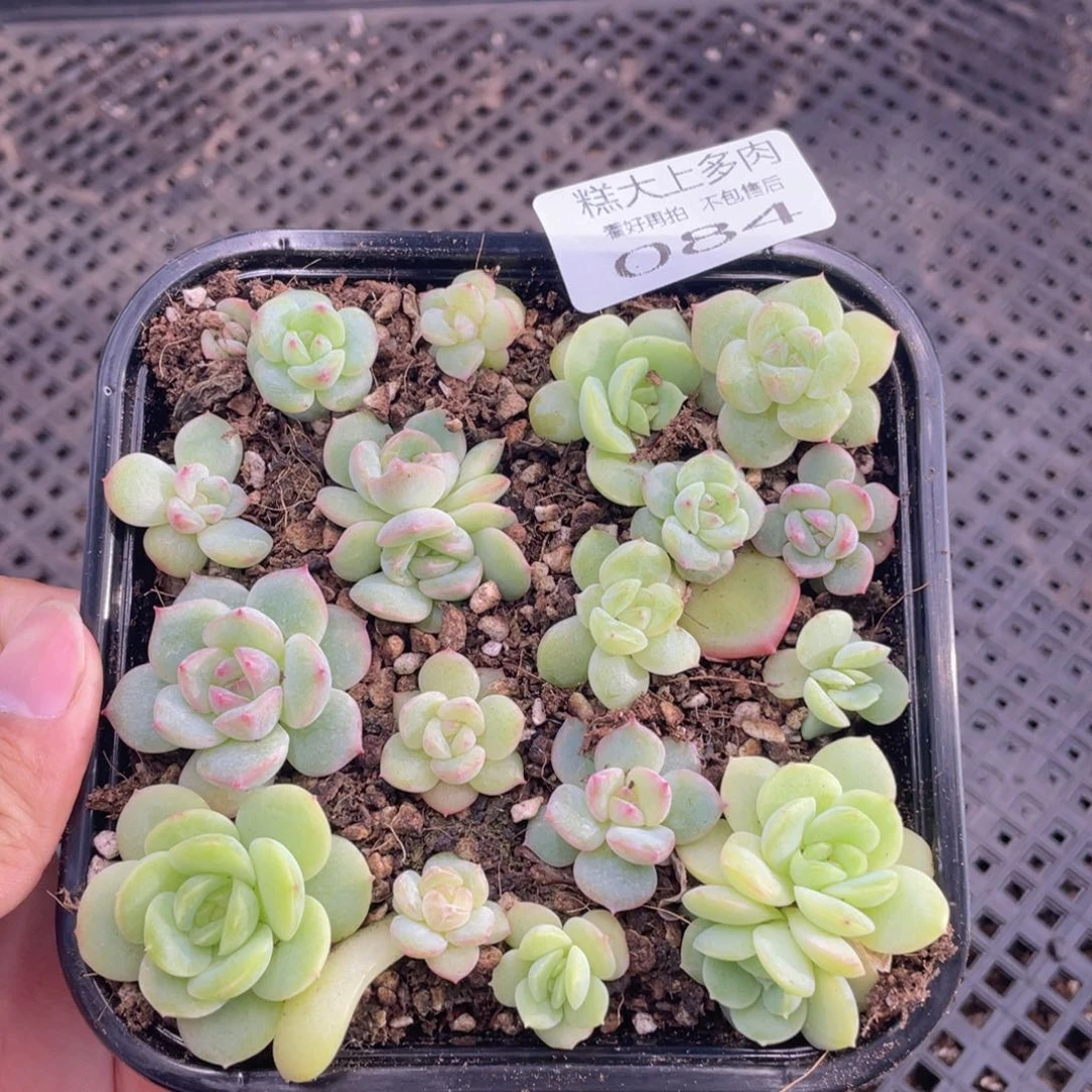 糕大上多肉植物84