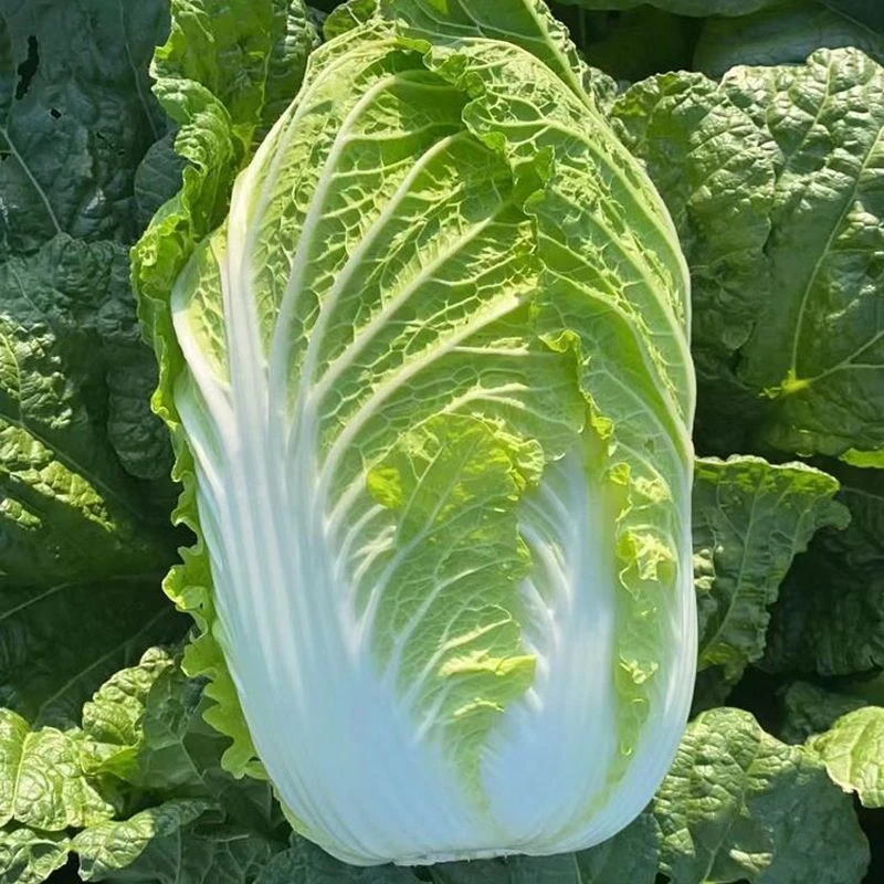 【胶州大白菜种子】四季种植盆栽地栽阳台小院种植
