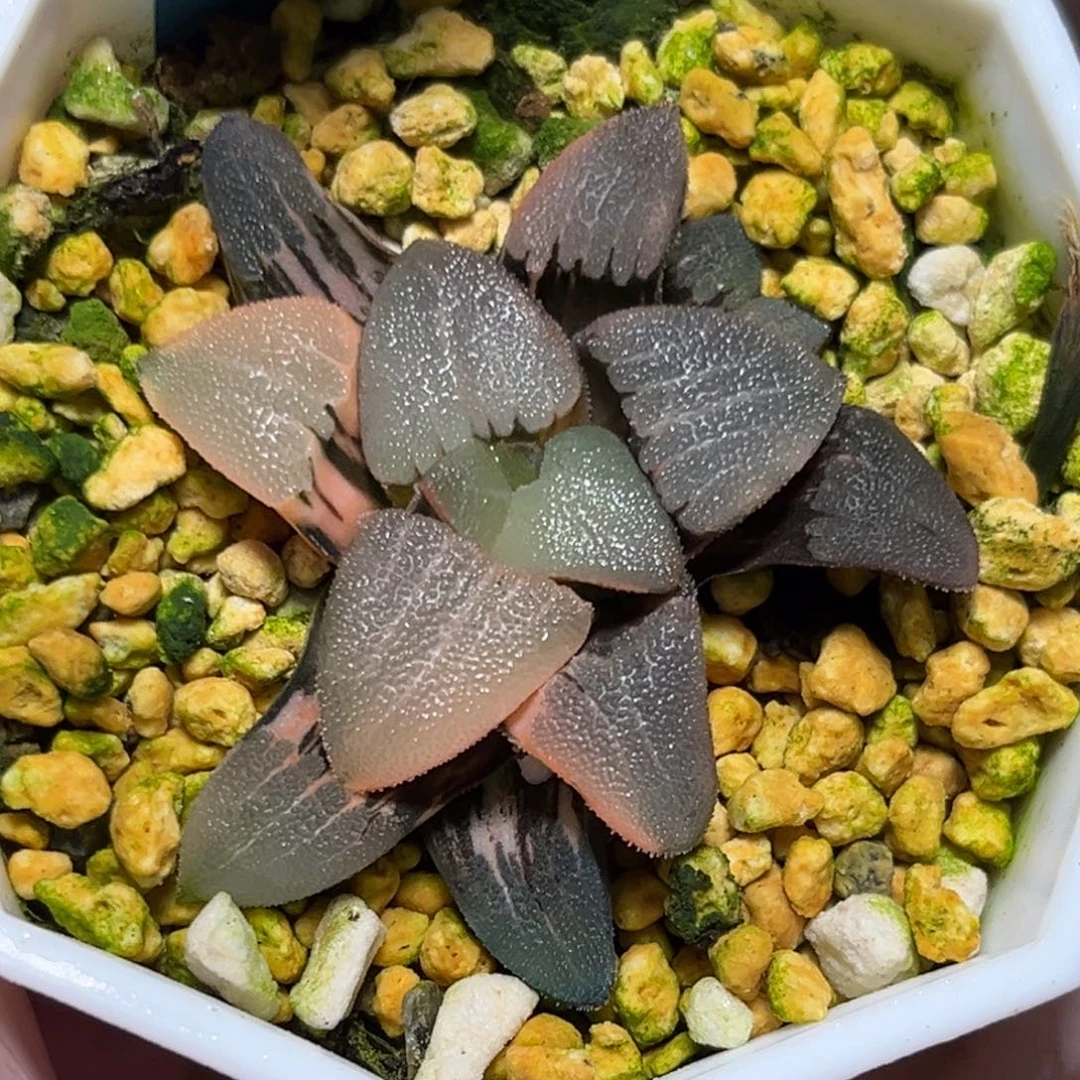 恭喜发财大吉大利0314