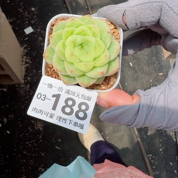 优选唐心多肉植物多肉