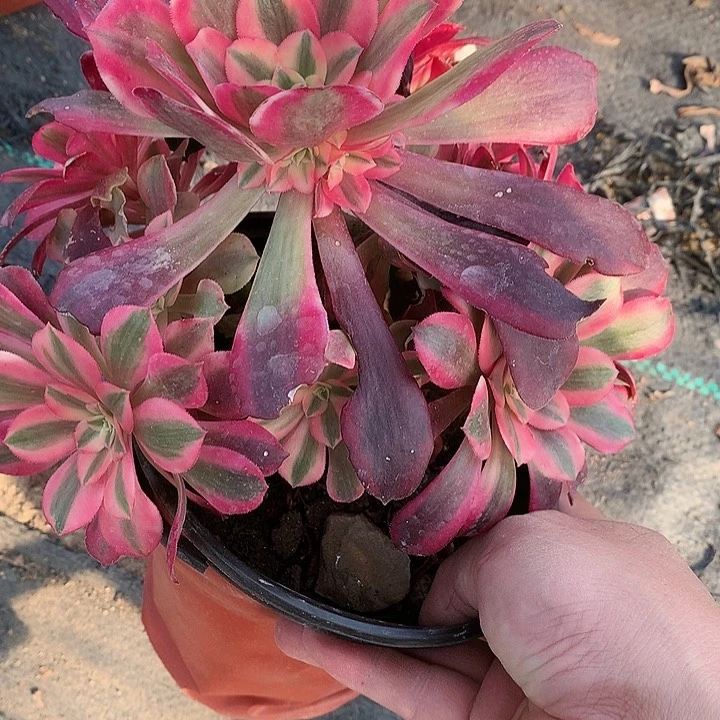 328美杜莎多肉植物