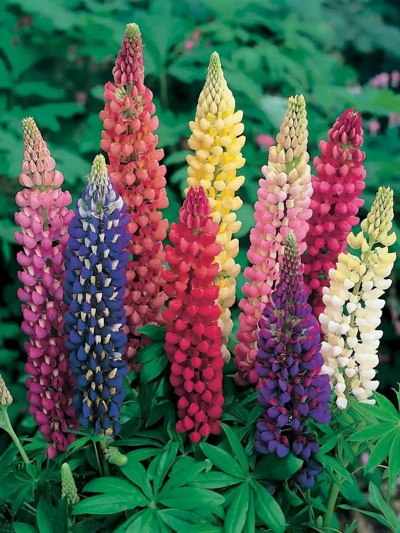 王小帅【鲁冰花】盆栽多年生易爆花新手易养护喜阳植物