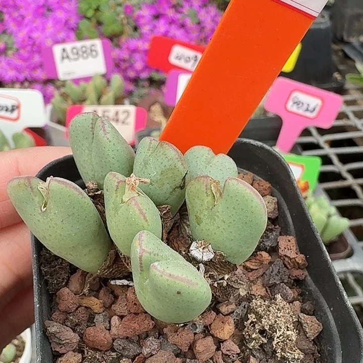 密密麻麻密密麻麻5099