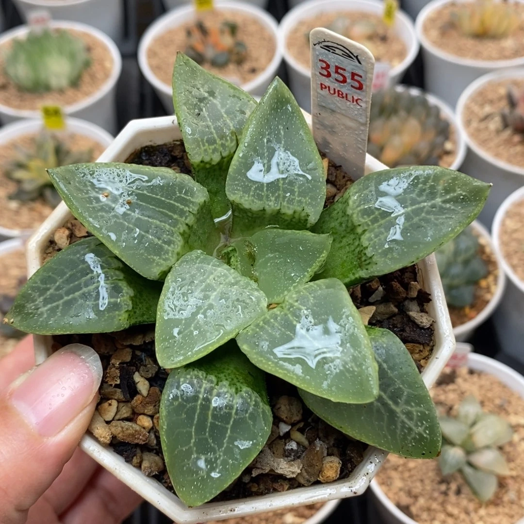 355乱舞康平寿一物一拍