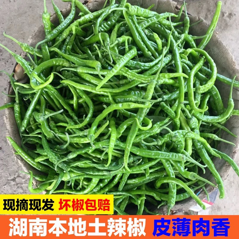 湖南本地青辣椒中辣特辣新鲜现摘现发
