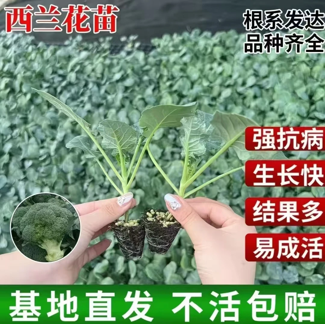 正宗有机西兰花苗青梗松花菜大苗秋冬蔬菜苗