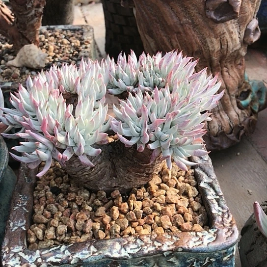 奴婢吉娜仙女棒杯