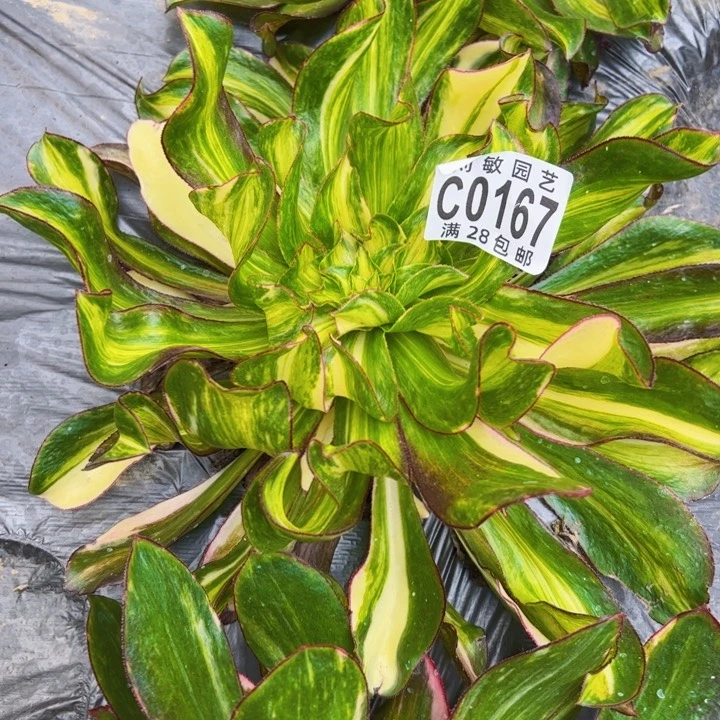 爱****逗0167多肉植物冰7彩多肉植物