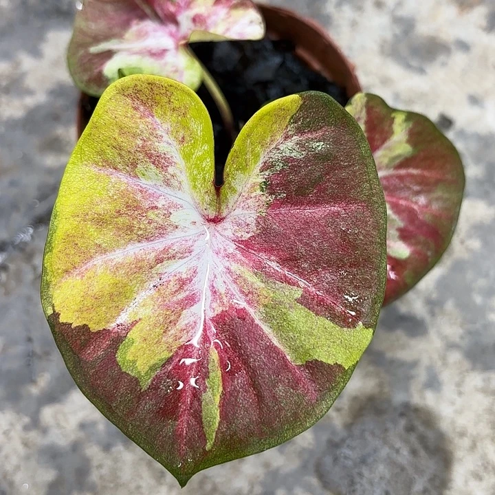御***刀52-1209两颗彩叶芋广东现货
