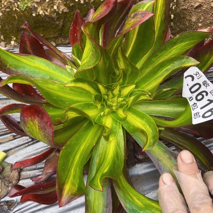 家****?0616多肉植物法师法师