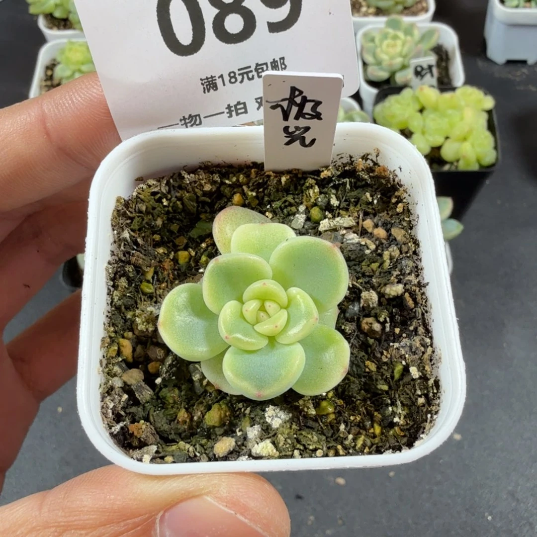 甜心极光一物一拍089