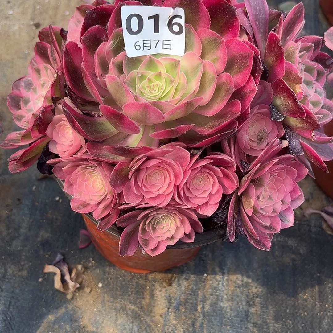 6.7-16倾城多肉植物1