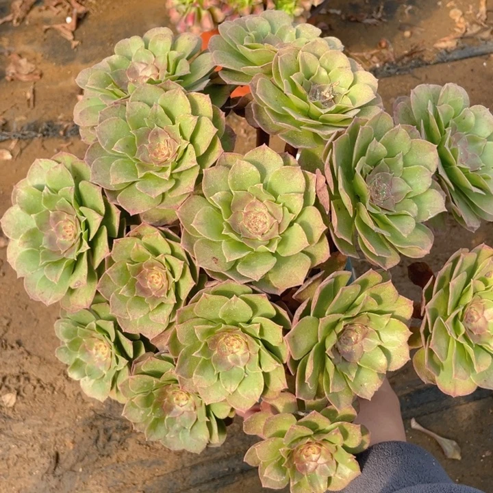 358红心法师多肉断枝不售后