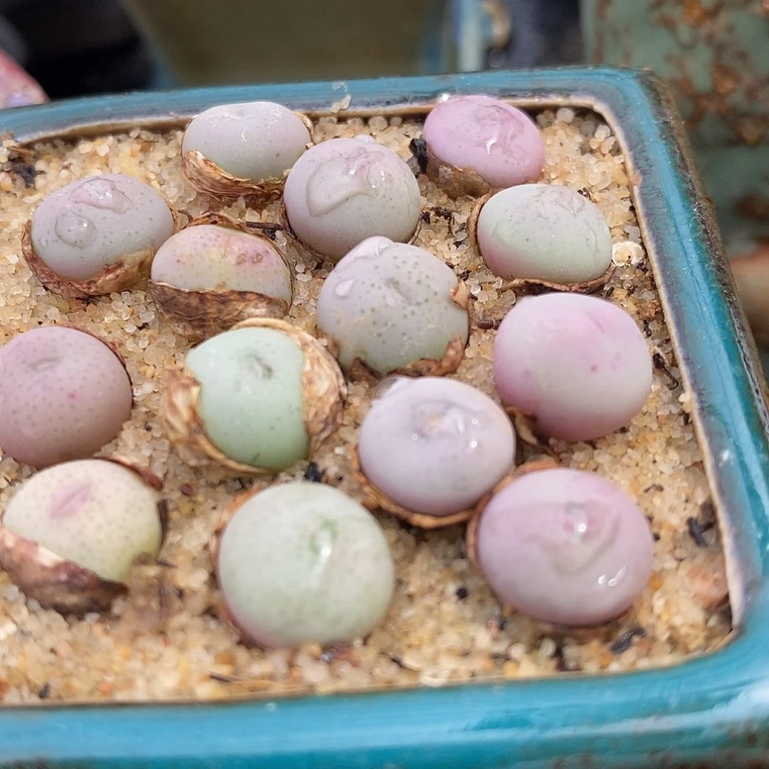 小拳拳2颗一组。