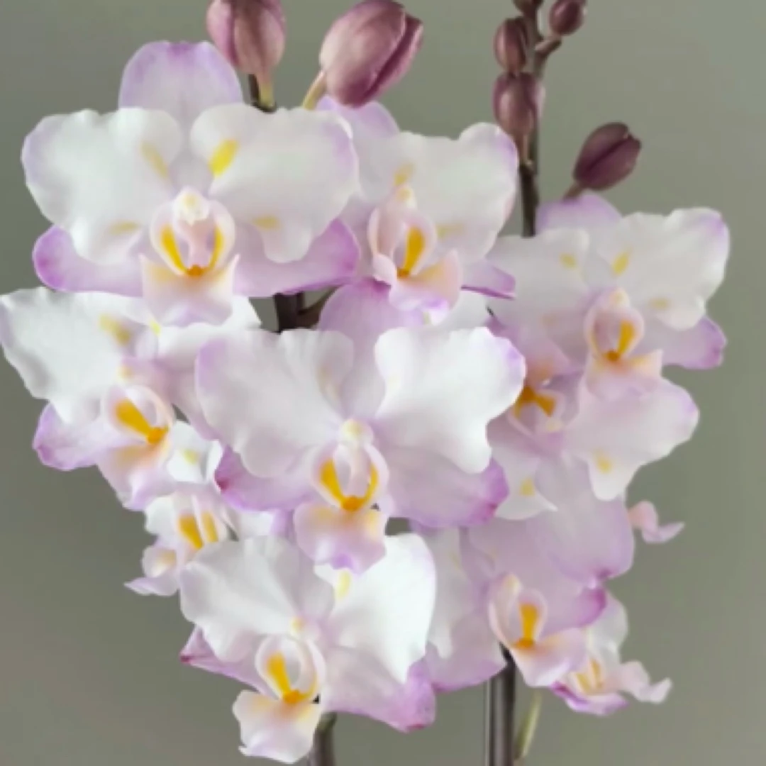 蝴蝶兰2.5杯刘氏樱花（苗）淡香剪过花剑水晶兰兰花花卉