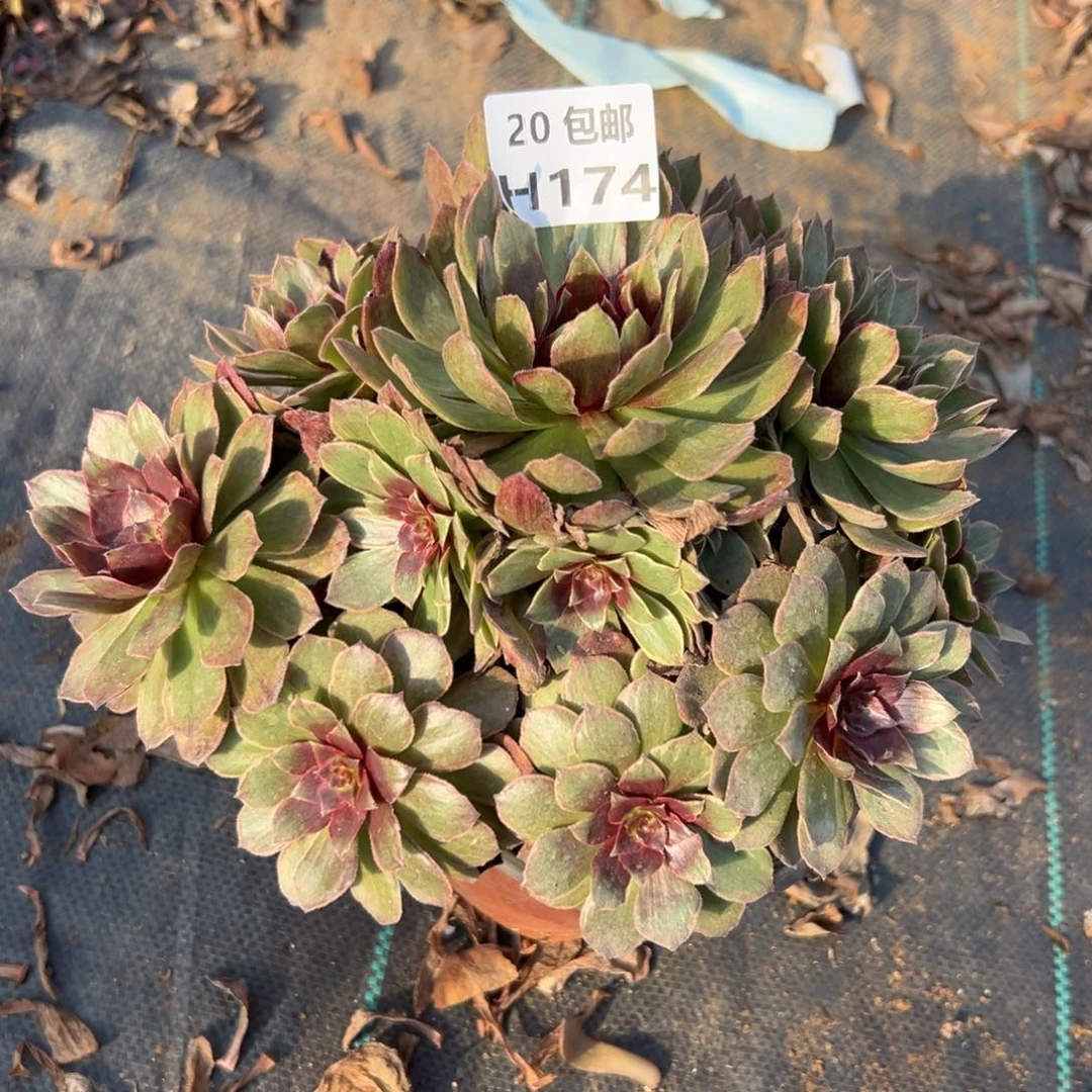 174红丝绒，满20包邮