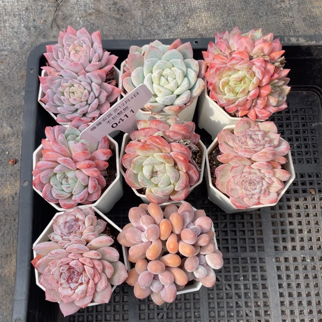 不包整散 盆子不售后0411