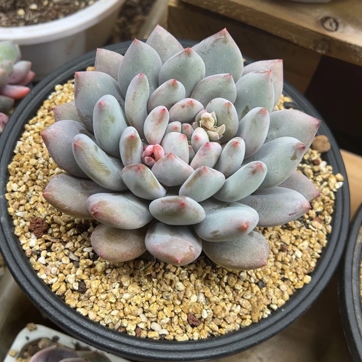 半夏 单头 夏鸣园艺