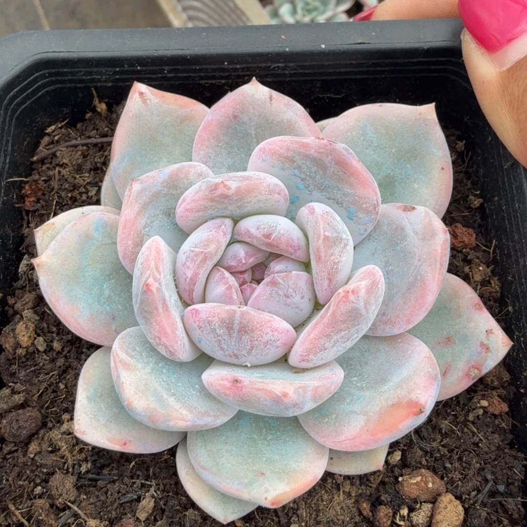橙梦露锦腹轮锦模特