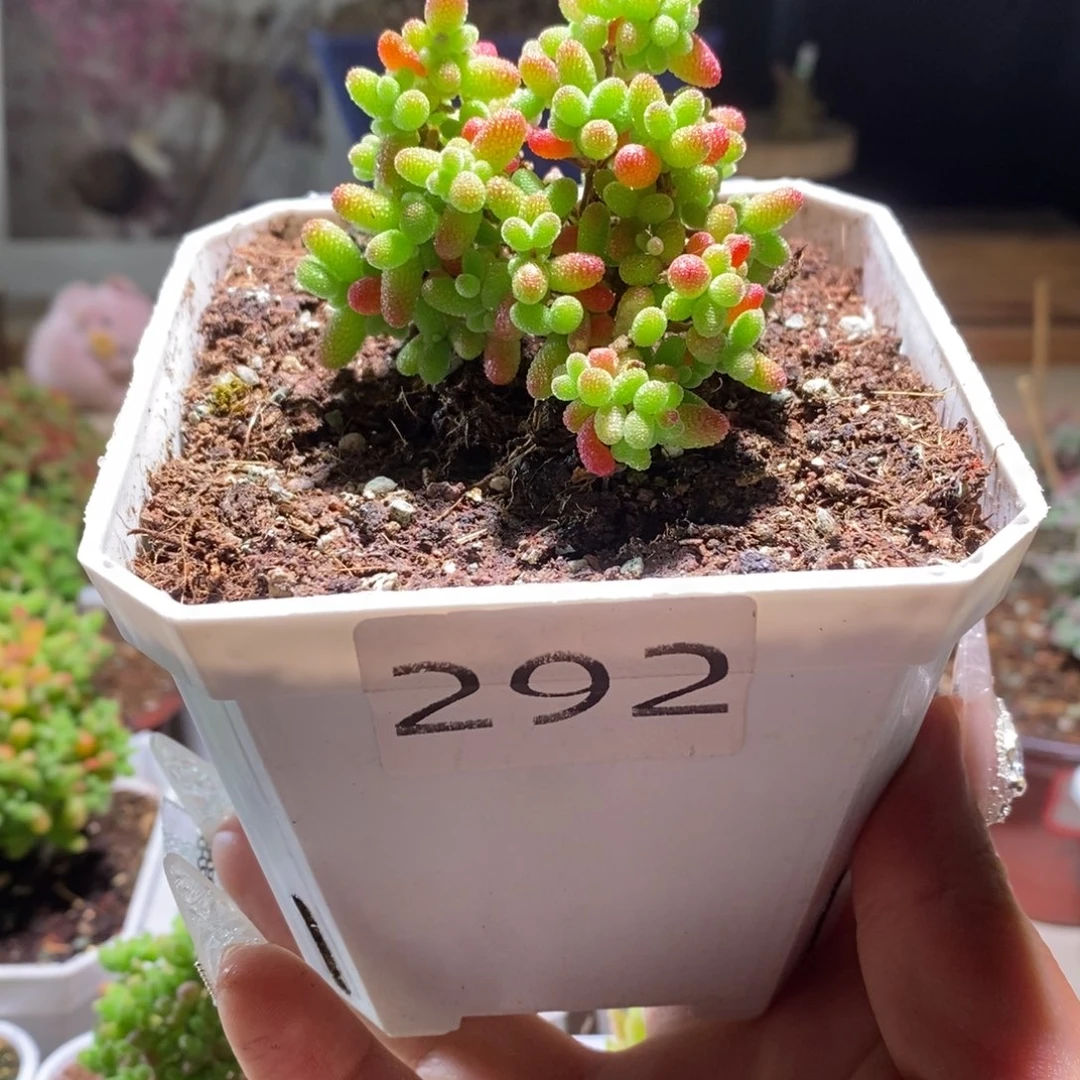 蜜橘带盆土发货一物一拍