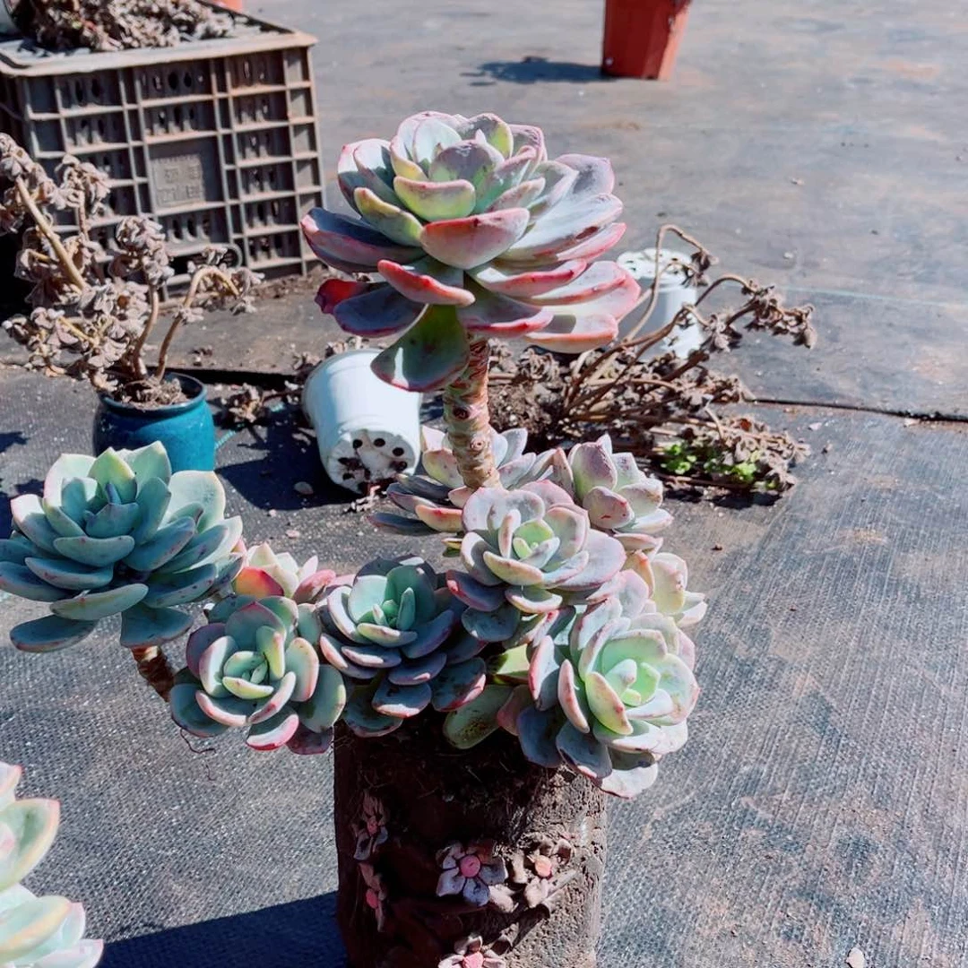 白月光一颗发货老桩