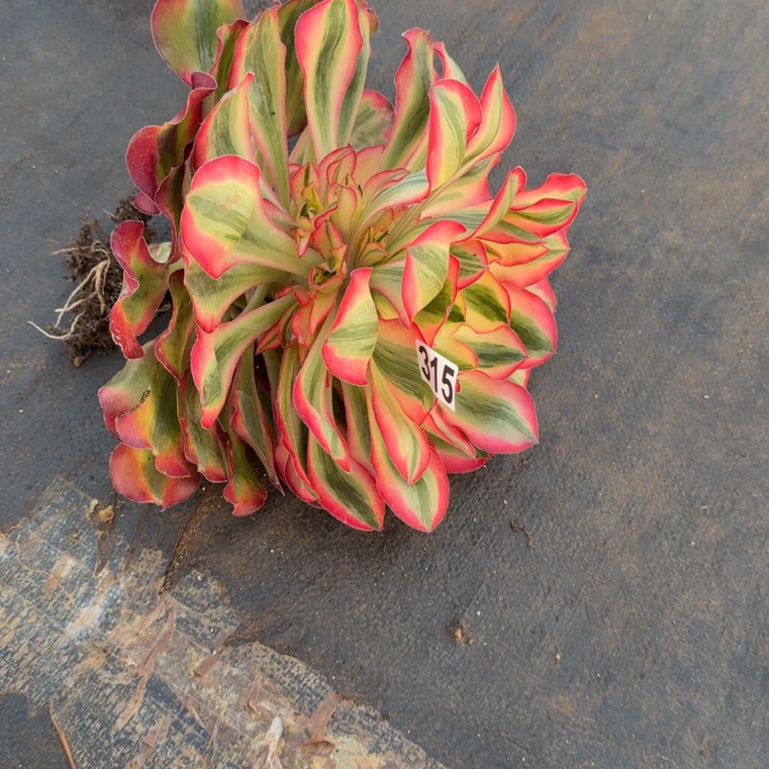 315多肉植物爱丽丝锦