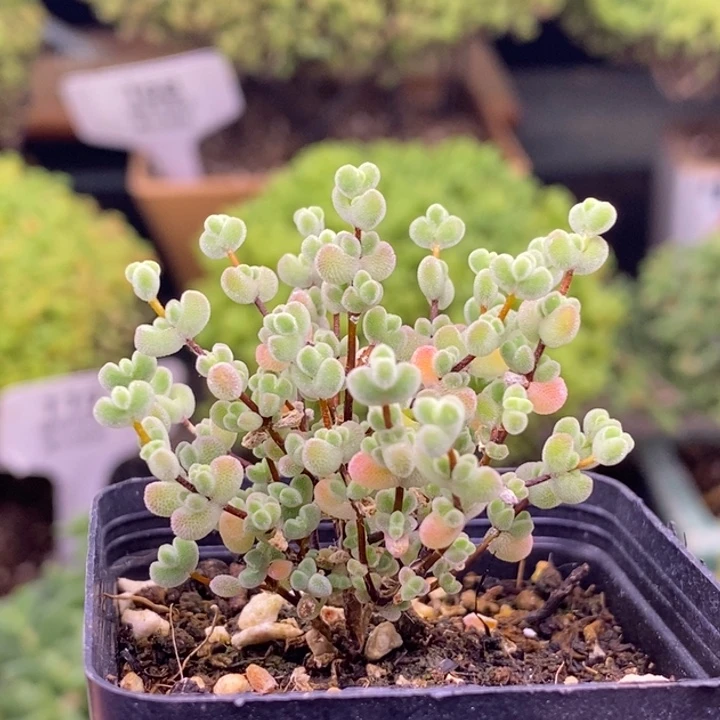 无花朵54实生莱斯。