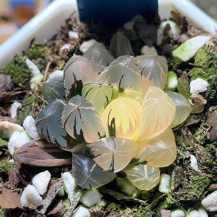 747水晶实生锦特选福利