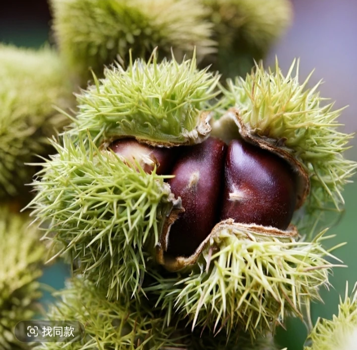 新鲜现摘高山板栗甘甜清脆生栗子板栗带袋5斤