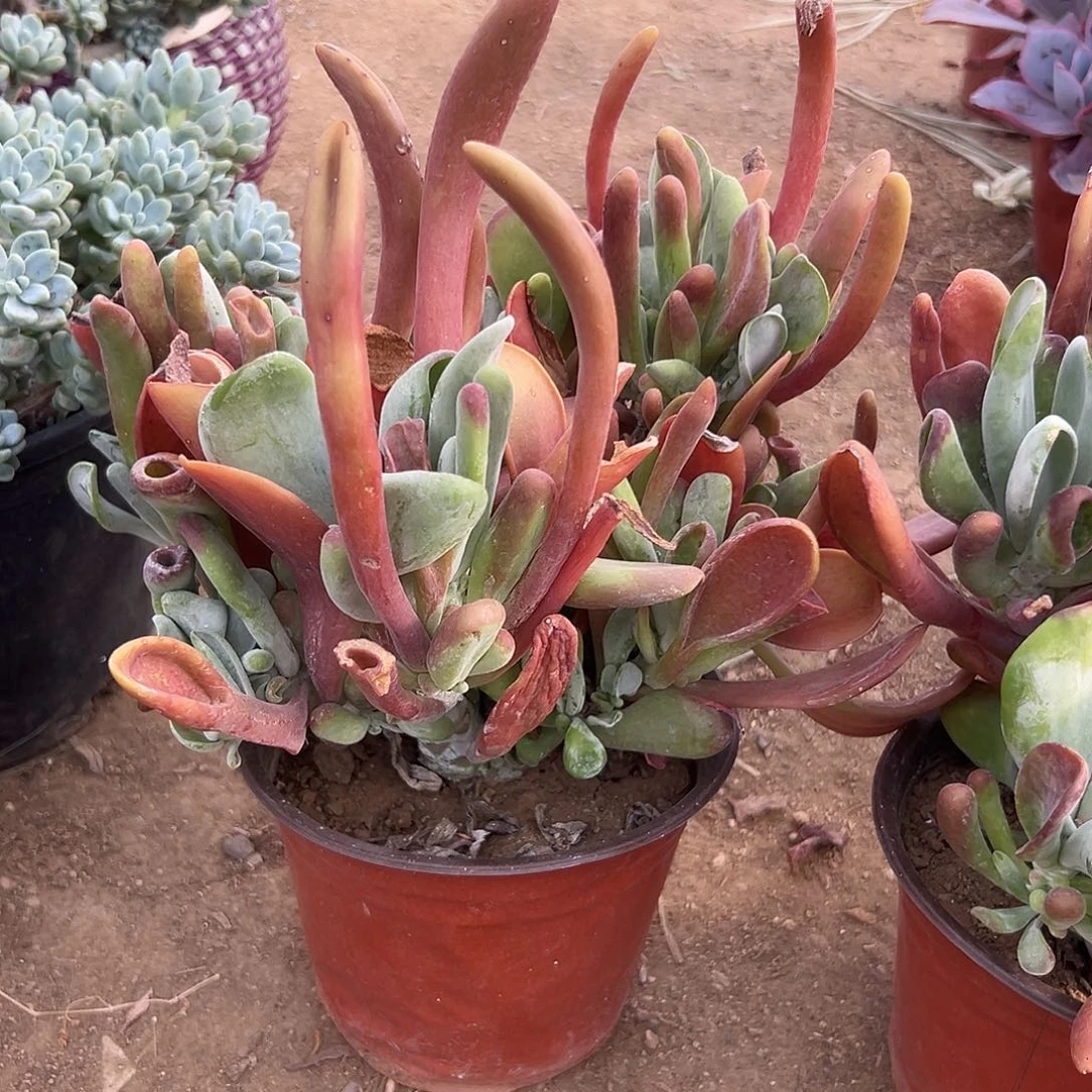 多肉植物火狐狸群