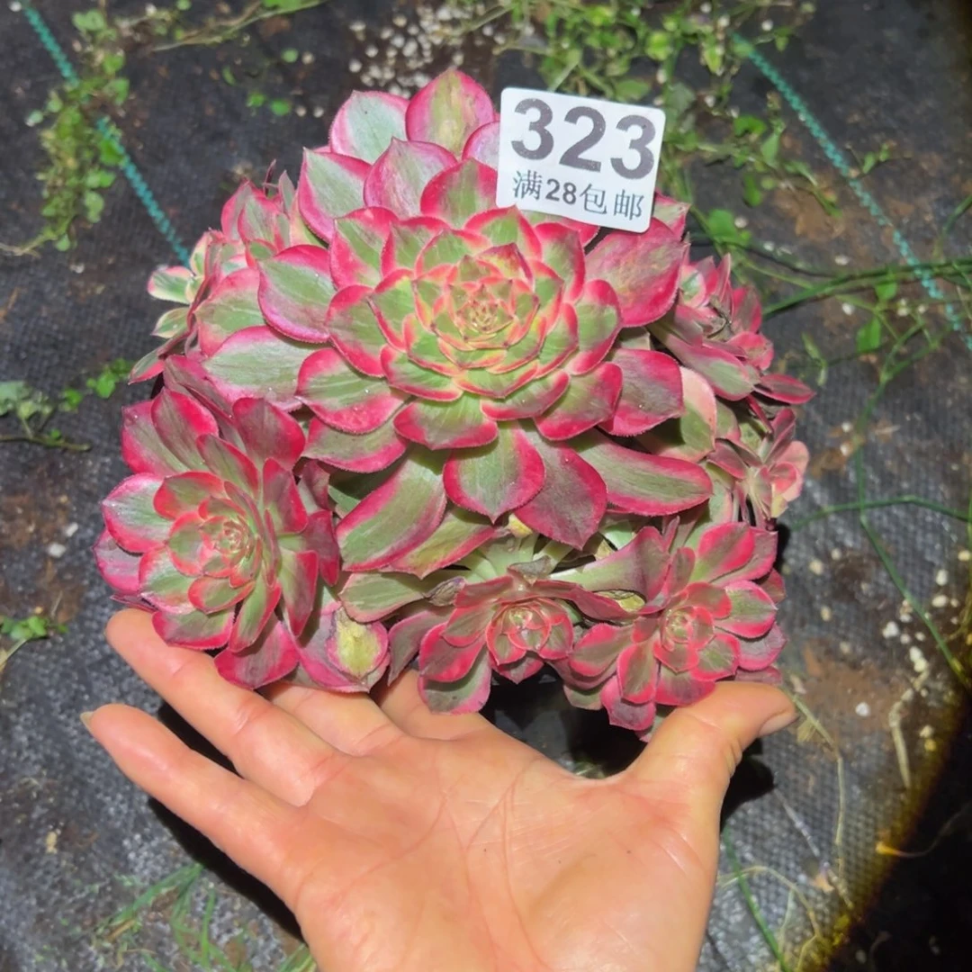 多肉植物323赤子心