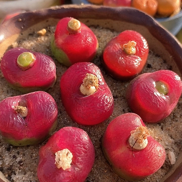 18510单头大红母本一颗