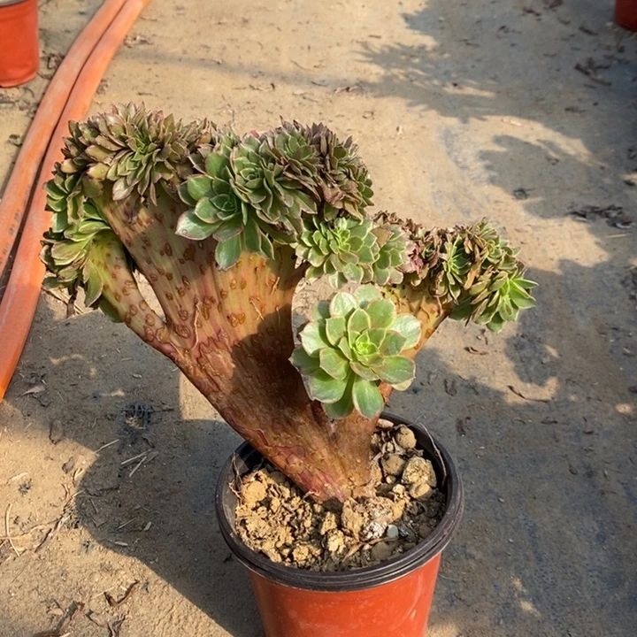 万黄缀多肉植物49