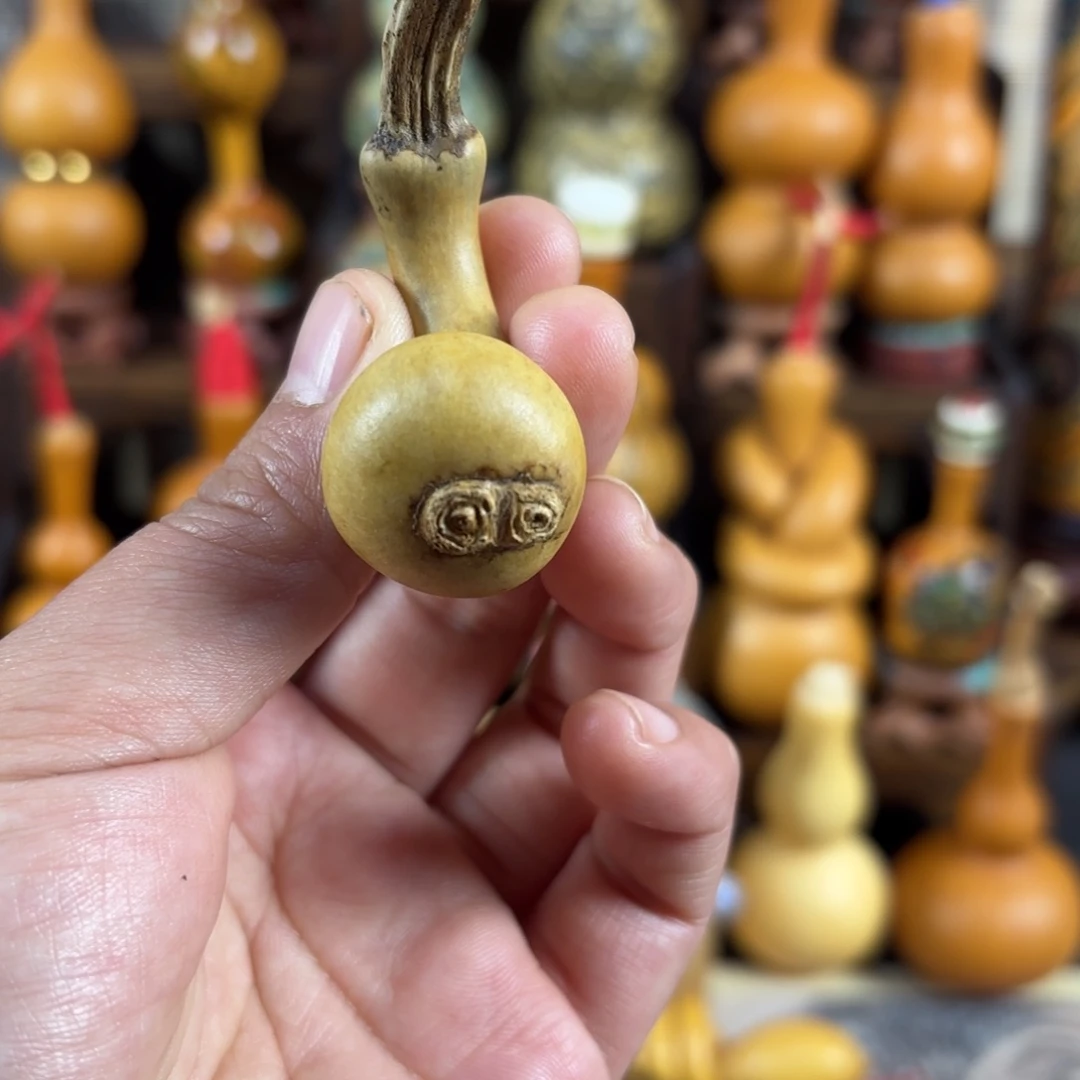 异形花皮双脐喜欢带走