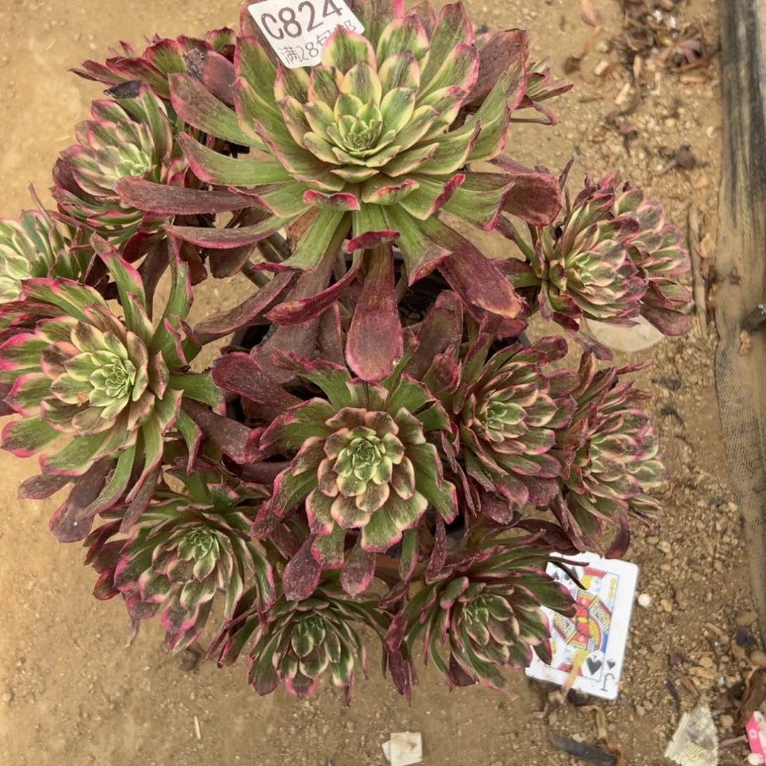 824多肉     紫焰