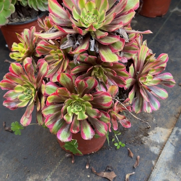 瑞妈多肉园艺247-