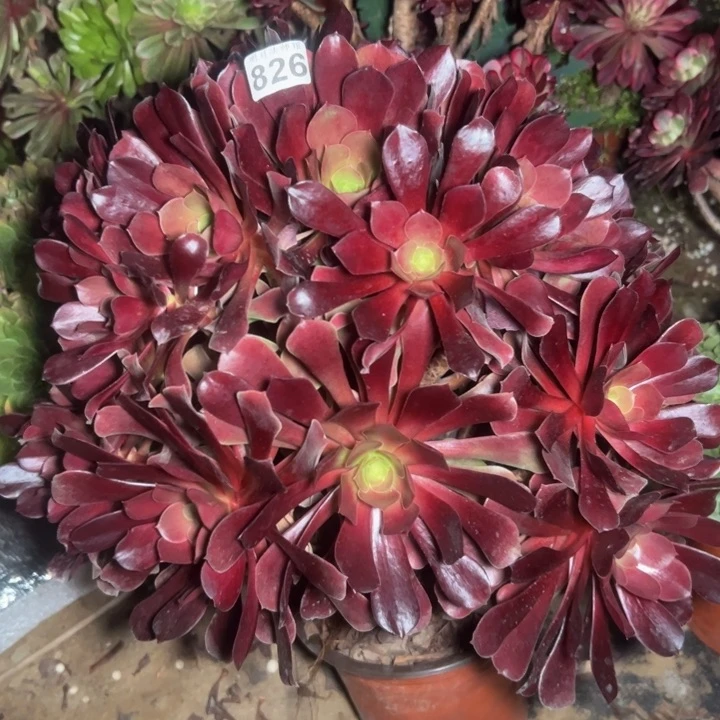 欧子826多肉法师一物一拍