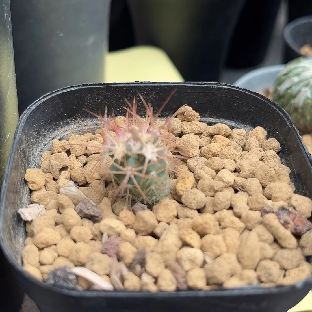 实生小大龙冠仙人球