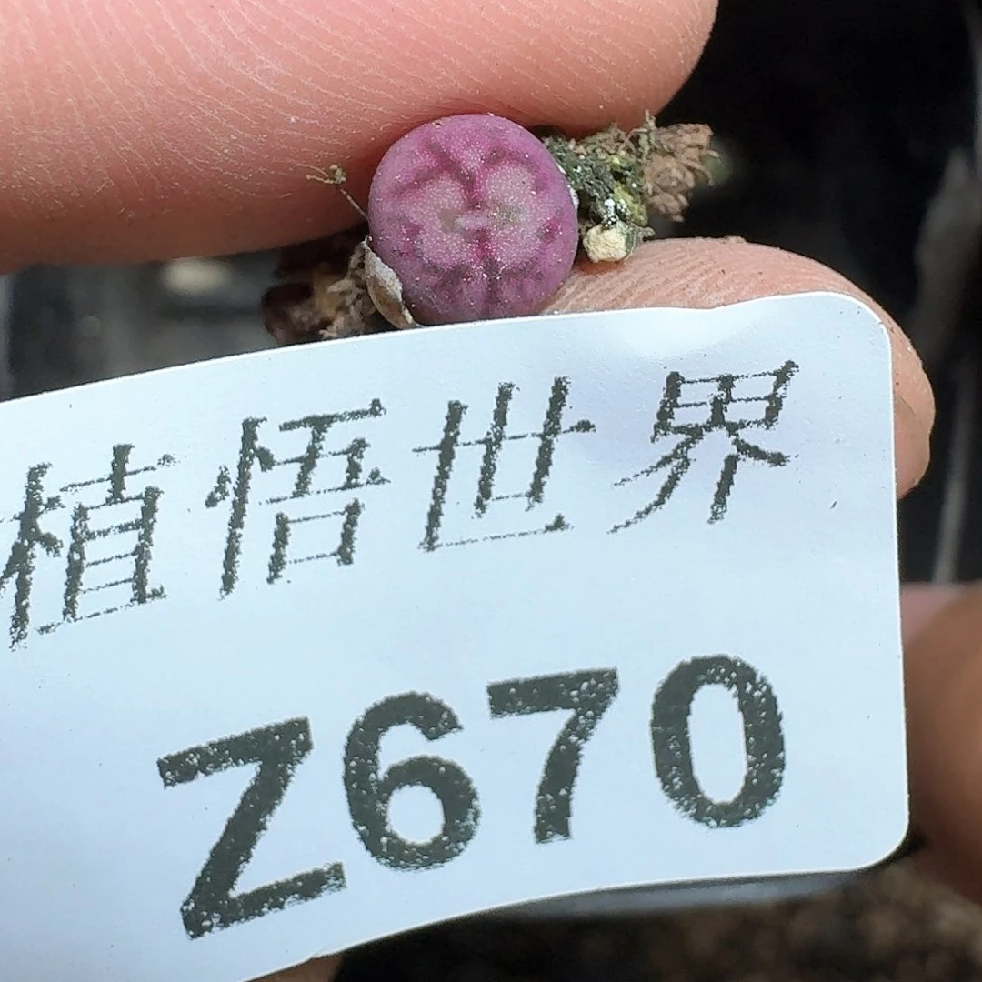 670号多肉植物哇f n nb