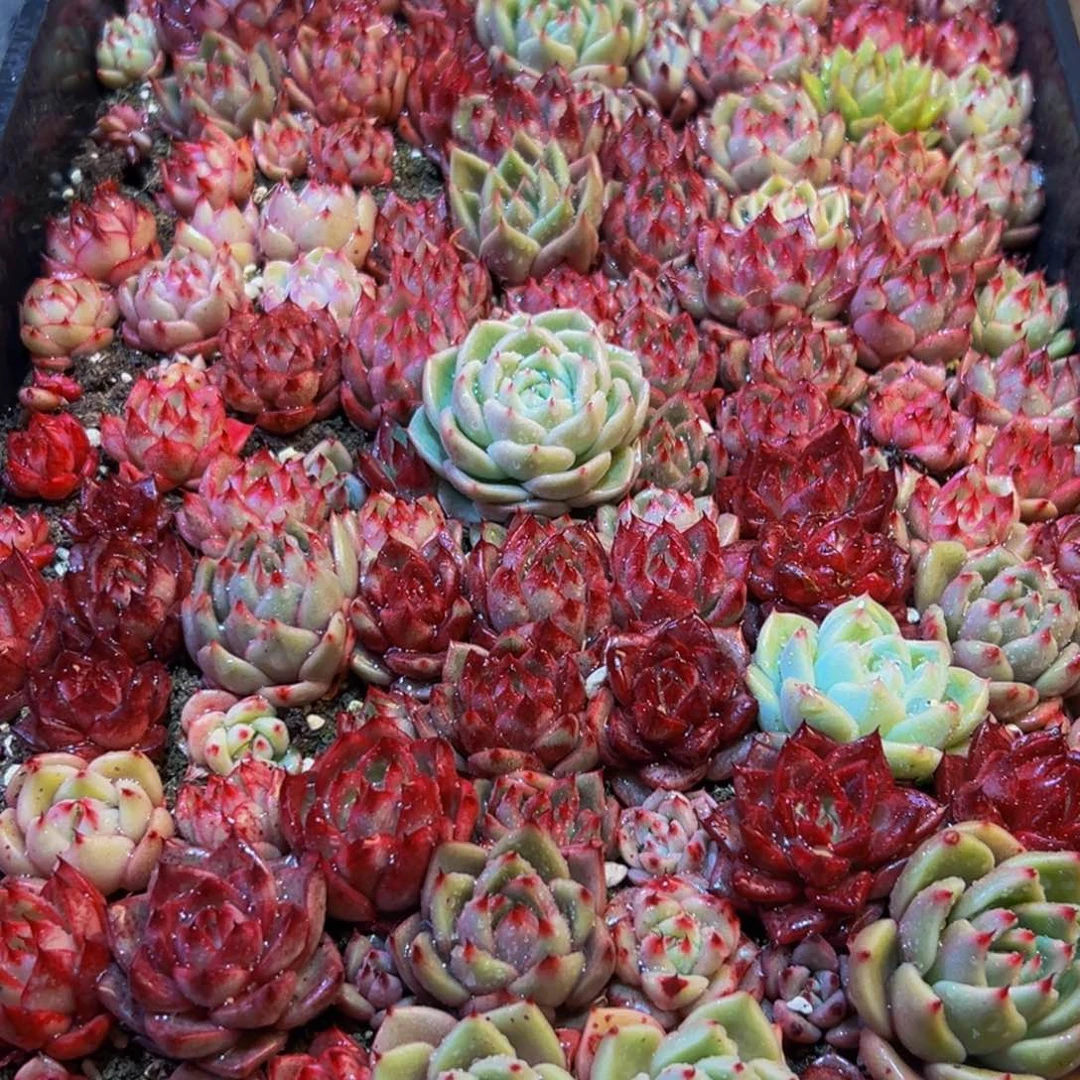 308多肉葡萄领导人物简介