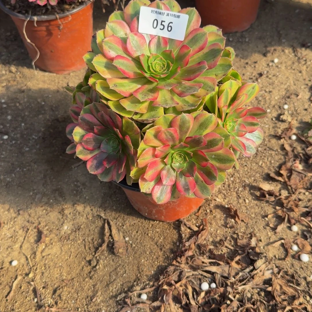 056雨荷。多肉植物