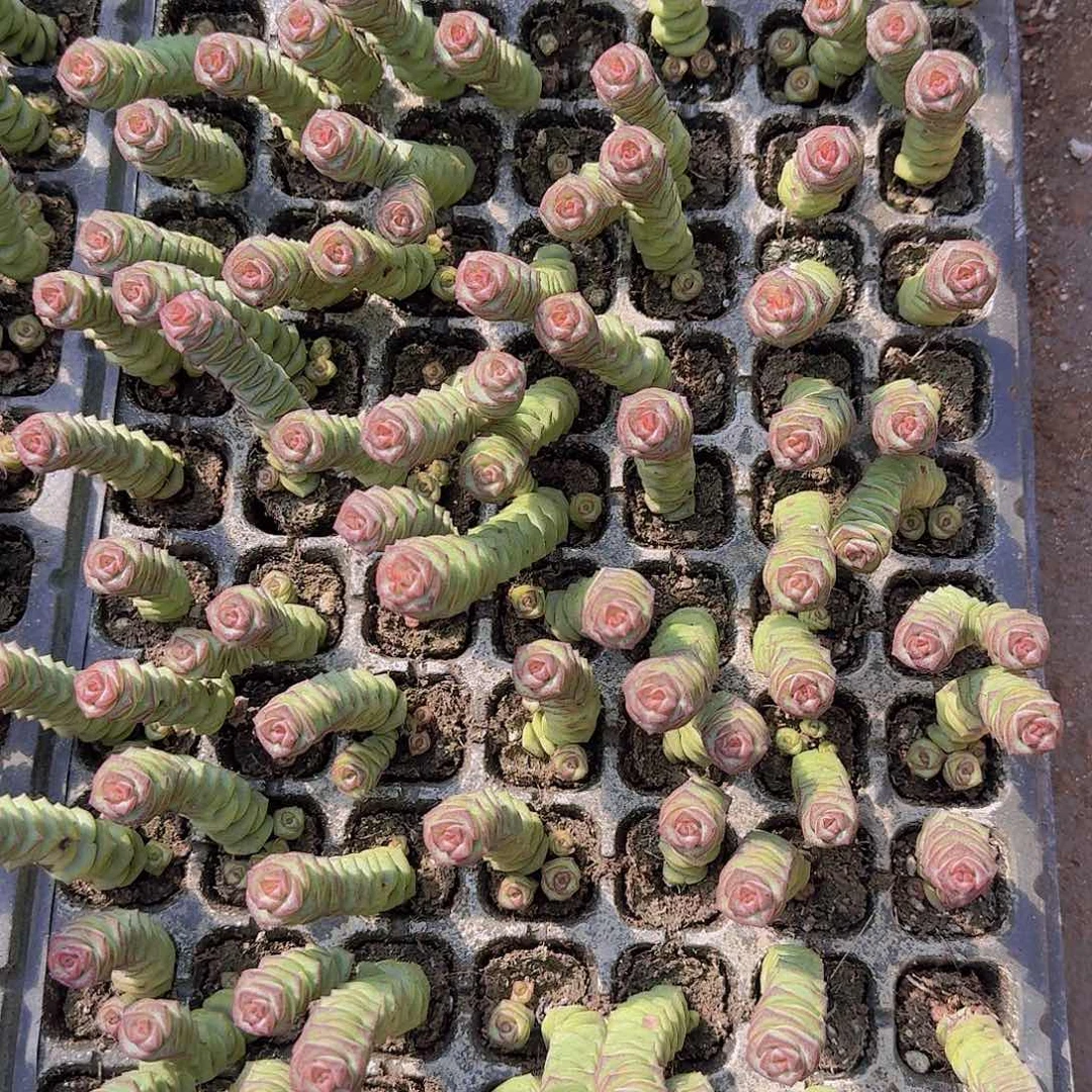 钱串105颗土球多肉