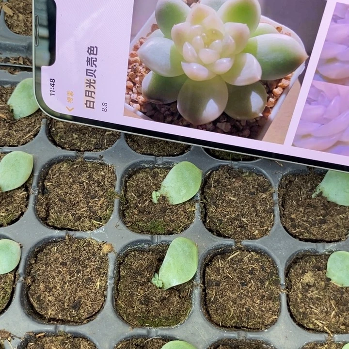 白月光芽苗一个多肉